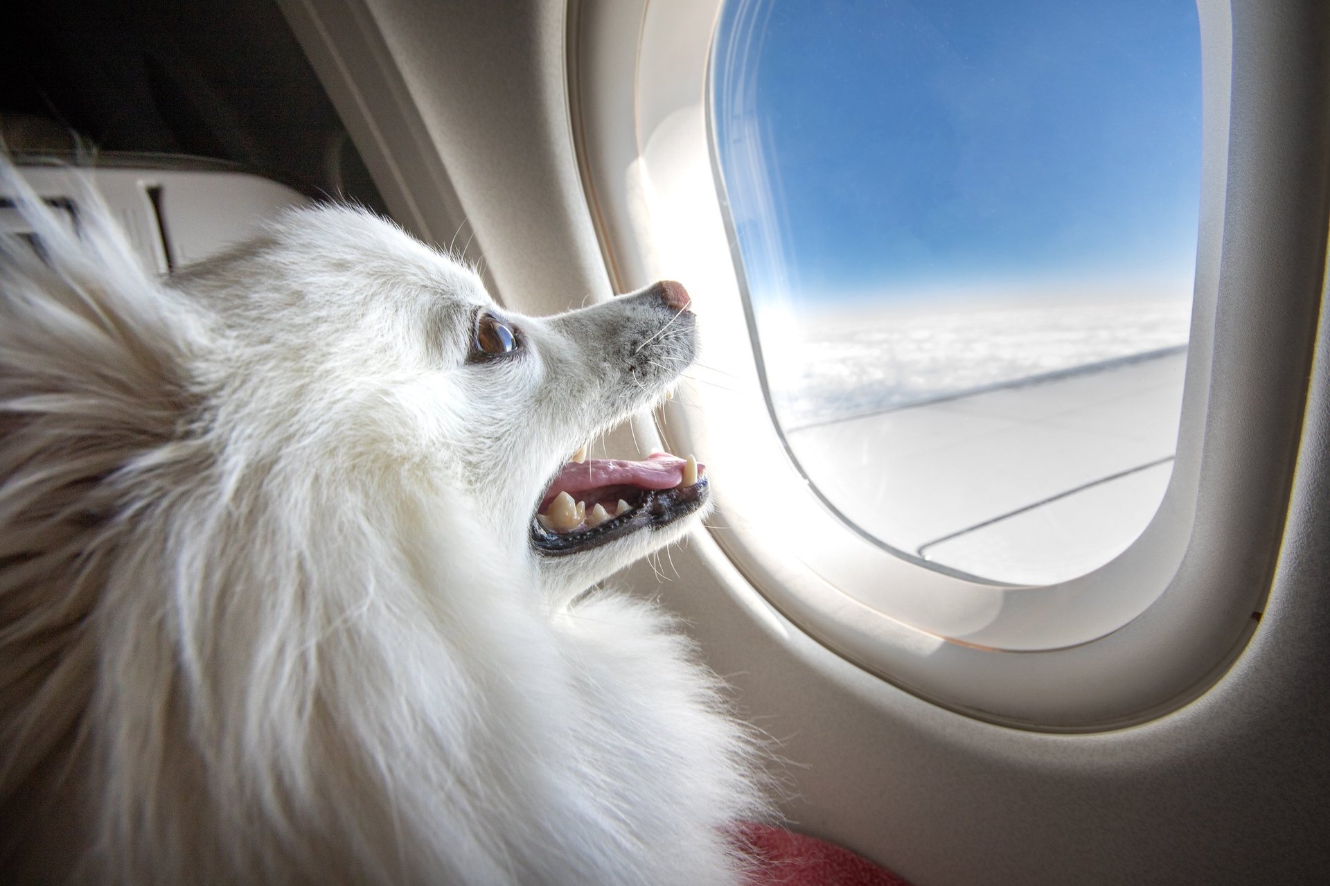 A smiling puppy looking out of an airplane window while in flight, luxury pet travel
