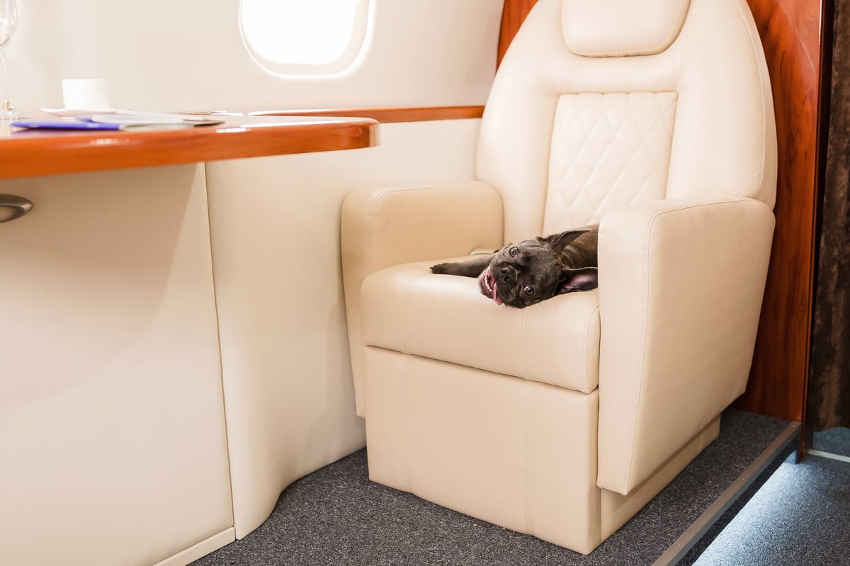 French bulldog on a private jet plane, dog transportation in luxury, selective focus
