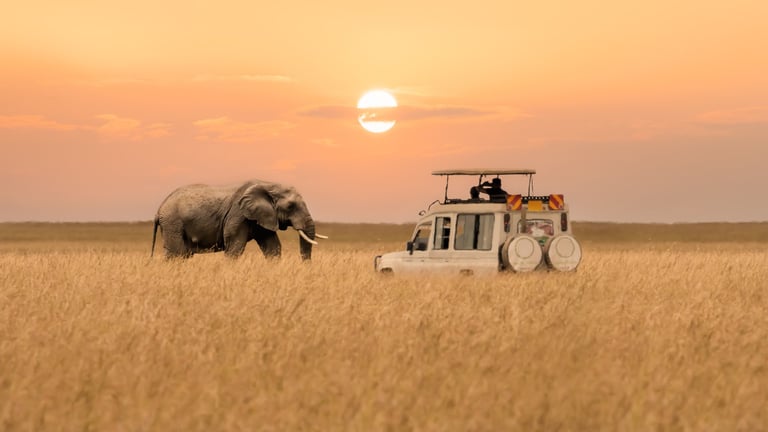 Lone African elephant walking with blurred foreground of savanna grassland