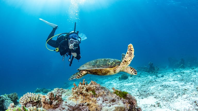 Female scuba diver taking a photo of Hawksbill Turtle swimming over coral reef in the blue sea