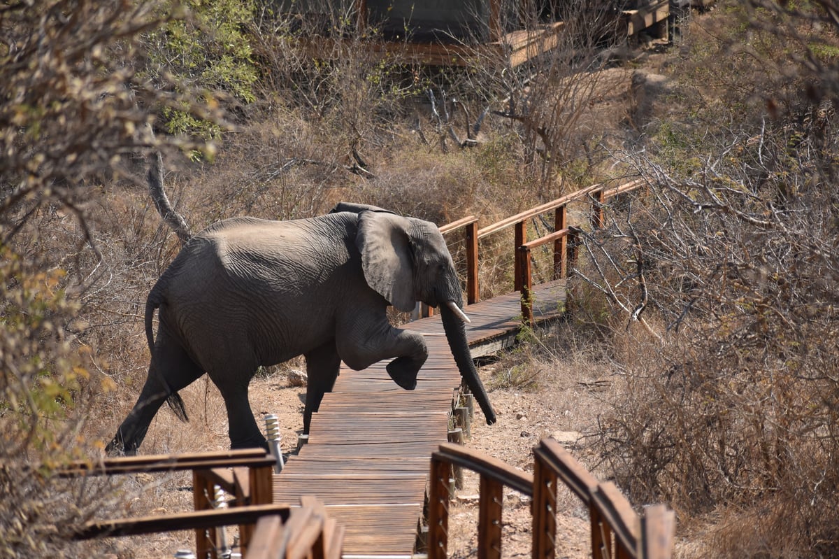 Elephant carefully stepping over wooden path in African savanna