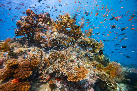 Subsix Maldives