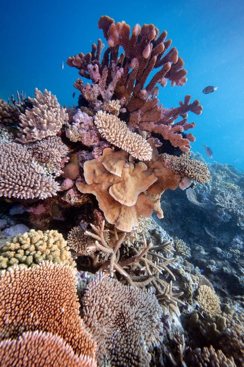 SSI Diving