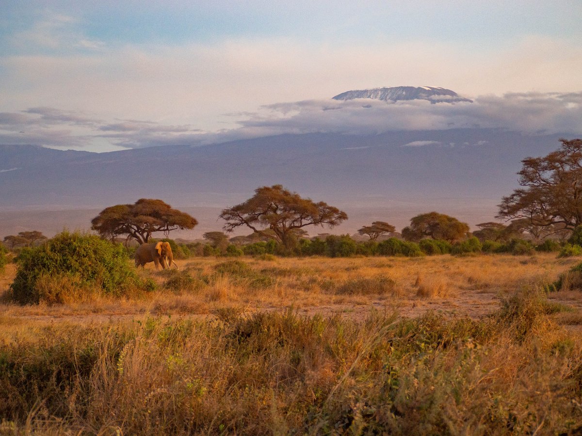 African elephant in front of Kilimanjaro during sunset