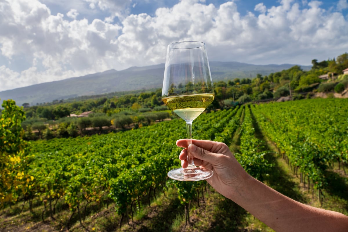Scenic view of hand holding glass of white wine against lush green vineyard