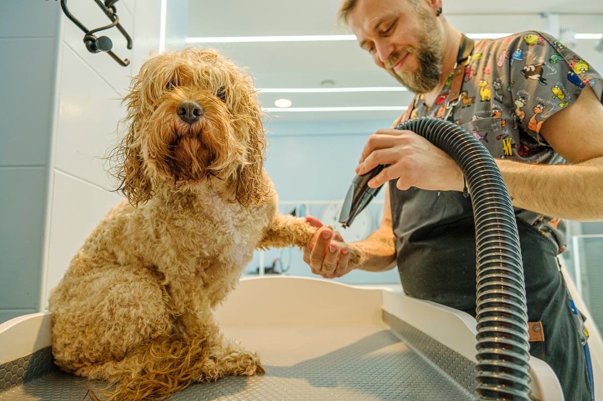 An adorable Cockapoo dog being groomed at a pet grooming salon