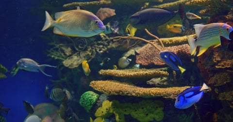 Underwater diving adventure