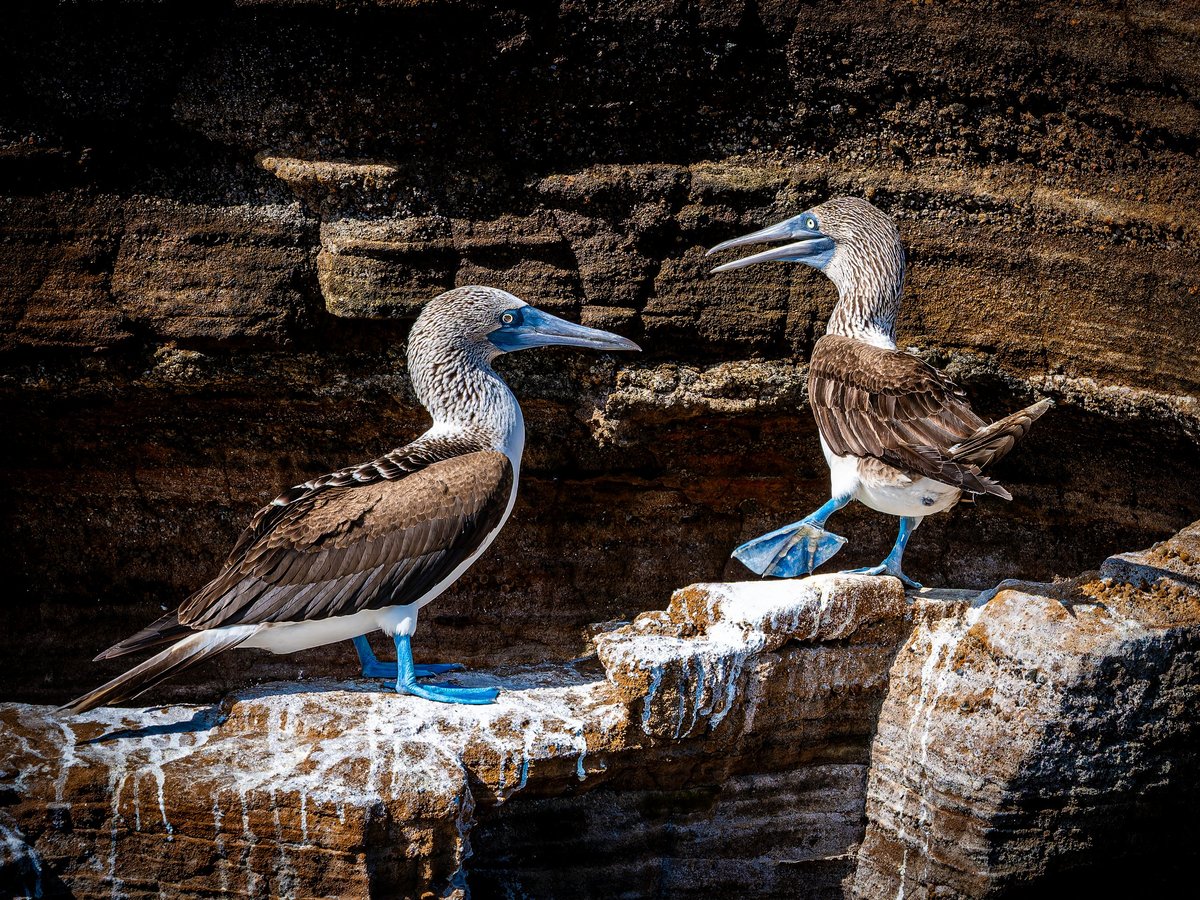 Blue Footed Boobies Mating