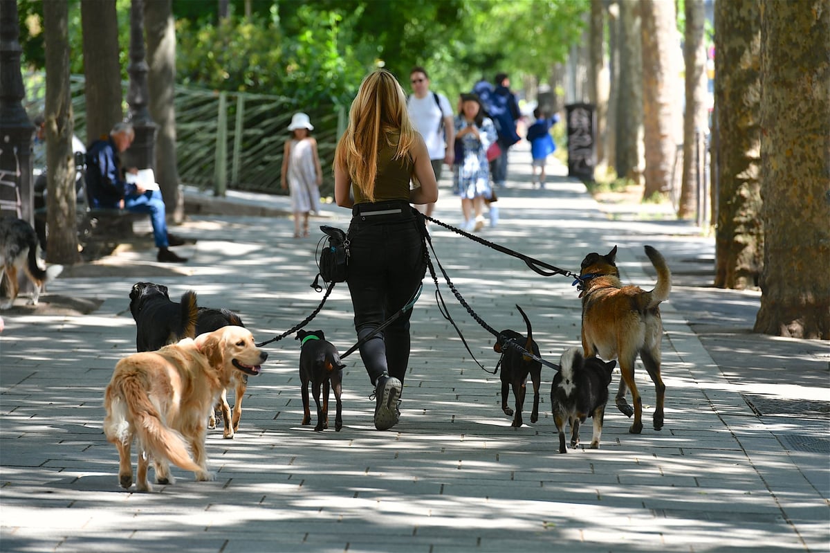 Professional dog walker with group of dogs in Paris