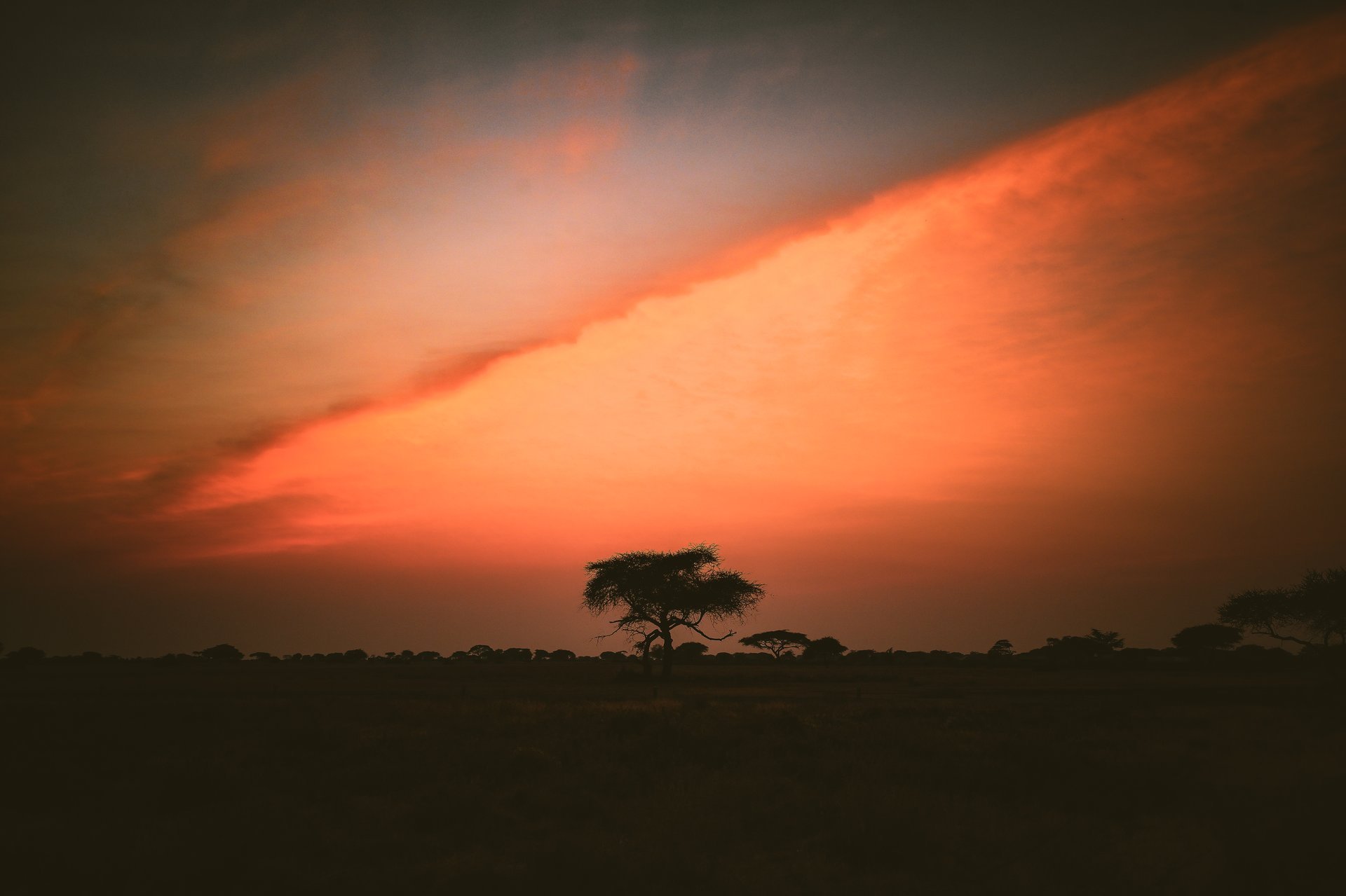 African Sunset On A Tree