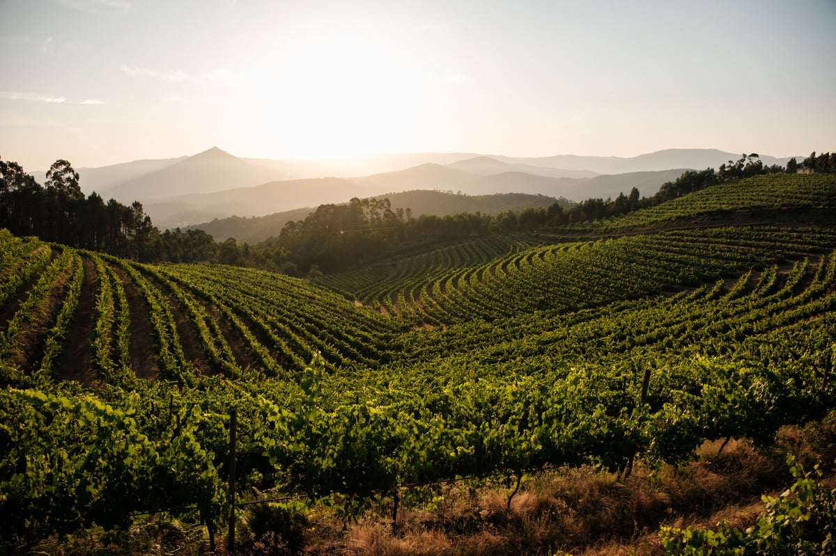 Stunning sunset view over the terraced vineyards of Tuscany