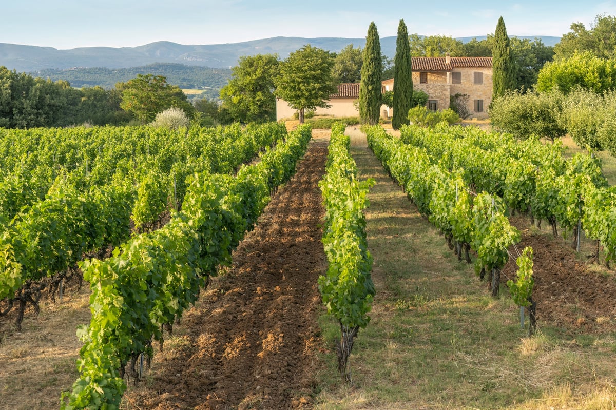 A picturesque vineyard in the Luberon Provence