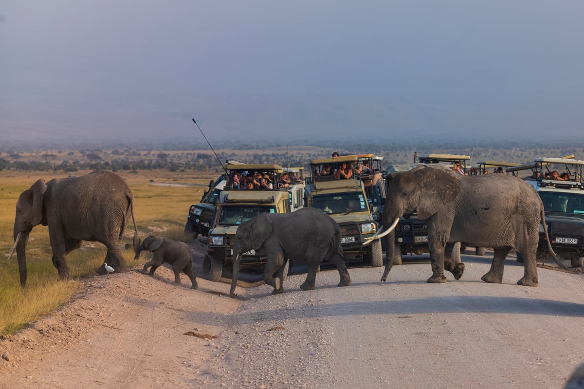 Safari vehicles watching a family of elephants in Amboseli National Park Kenya