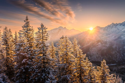 Snow-covered trees in mountainous landscape at sunset