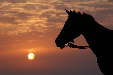 Silhouette of a horse at sunset on the beach