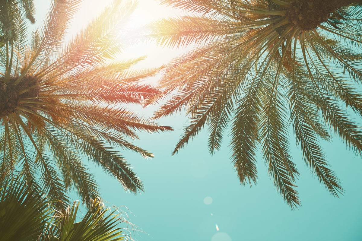 Palm trees on a tropical beach against a blue sky