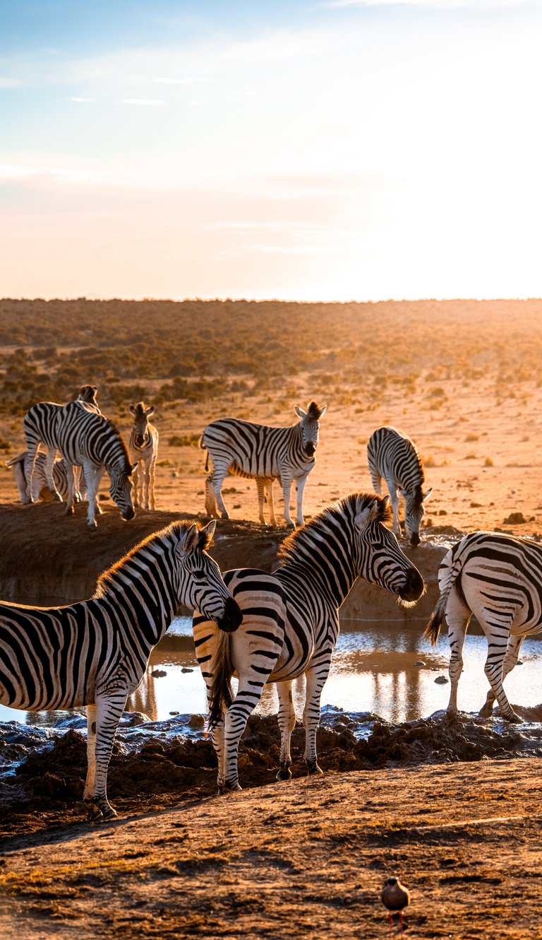 Zebras gathered around a Waterhole in Addo Elephant Park during Sunset