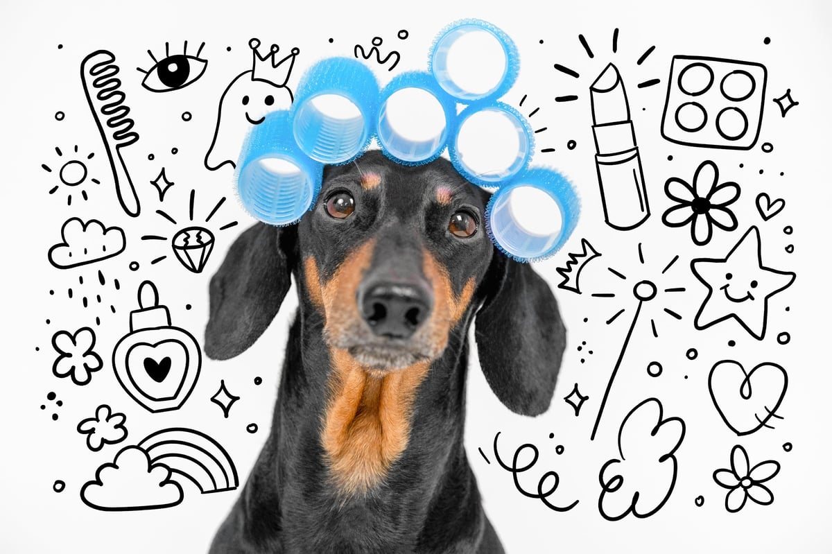 Dachshund in curlers in playful luxury pet scene
