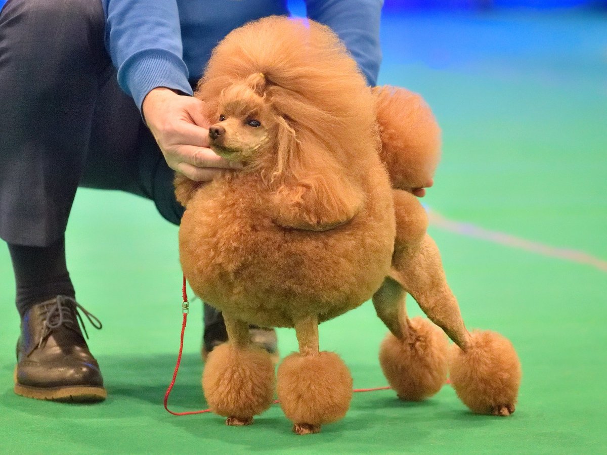 Handler shows a beautiful apricot toy poodle on dog show competition