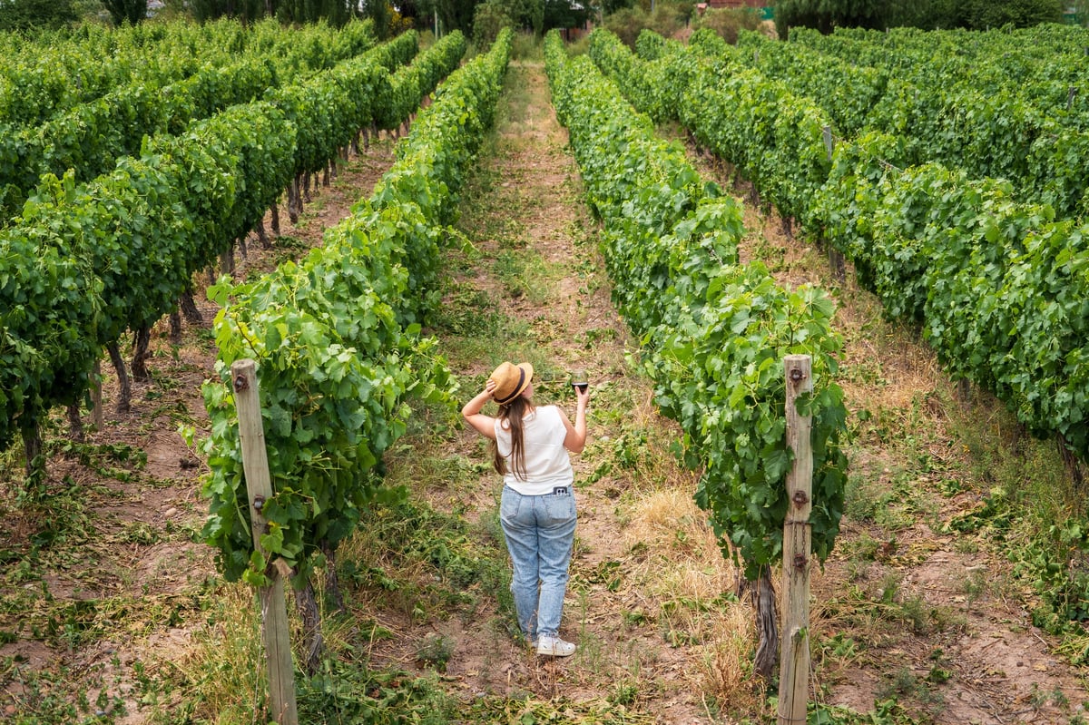 Woman walking among vineyards touring wine country