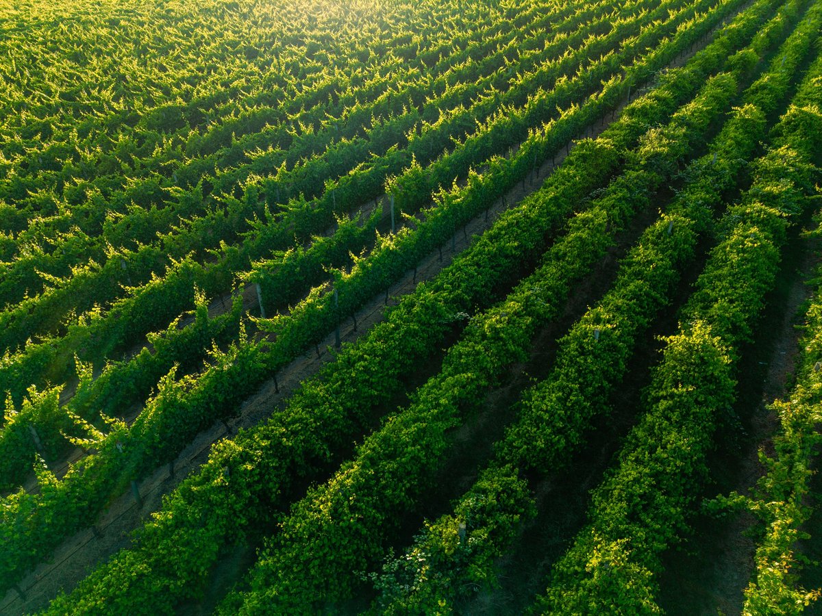 Aerial perspective of lush green grapevines illuminated by warm golden hour sunlight in Tuscany