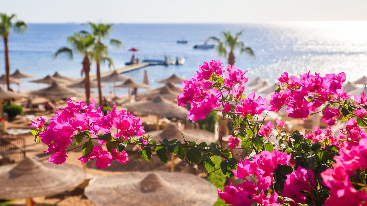 Resort atmosphere characterized by vibrant flowers and palm trees overlooking the sea