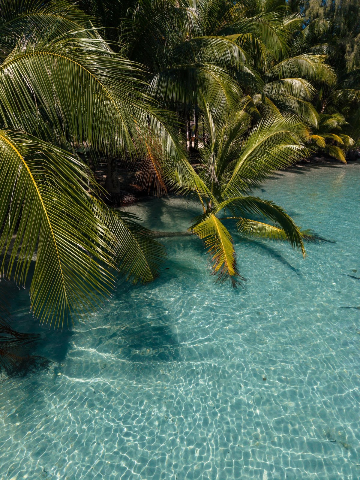 Luxury outdoor dining experience at an exclusive Dominican Republic resort