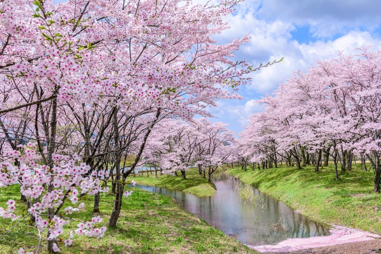 Spring cherry blossoms and gardens in Japan