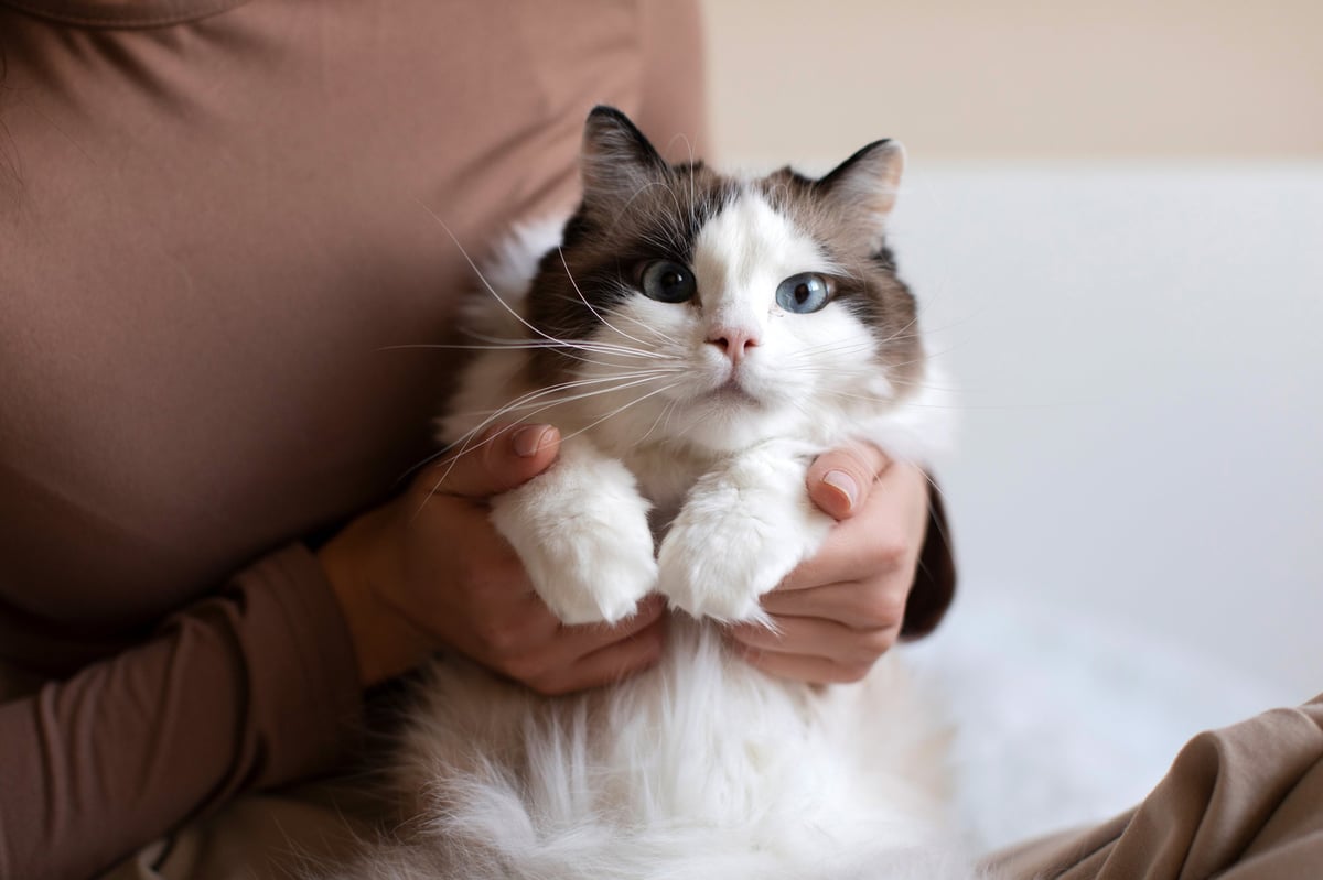 Woman holding fluffy Ragdoll cat with blue eyes, sharing moment of affection and warmth at home