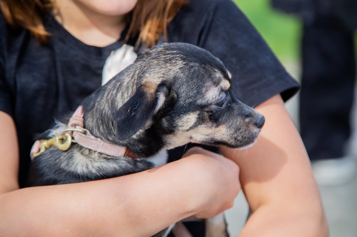 Close up dog in arms snuggling protection concept