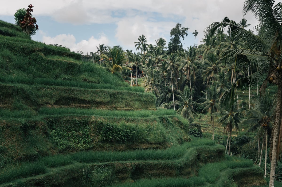 Lush green rice terraces amongst palm trees