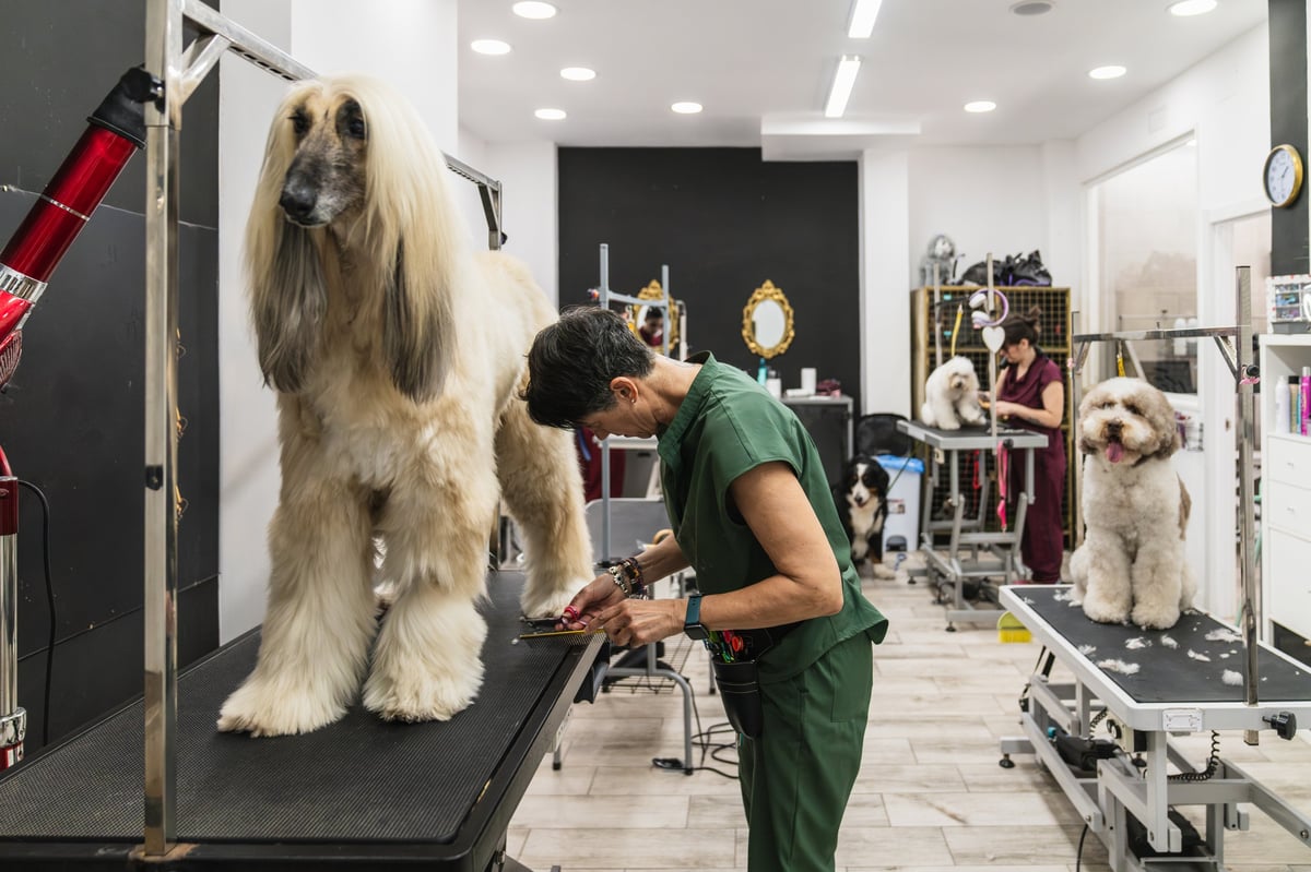 Professional groomer trimming Afghan hound