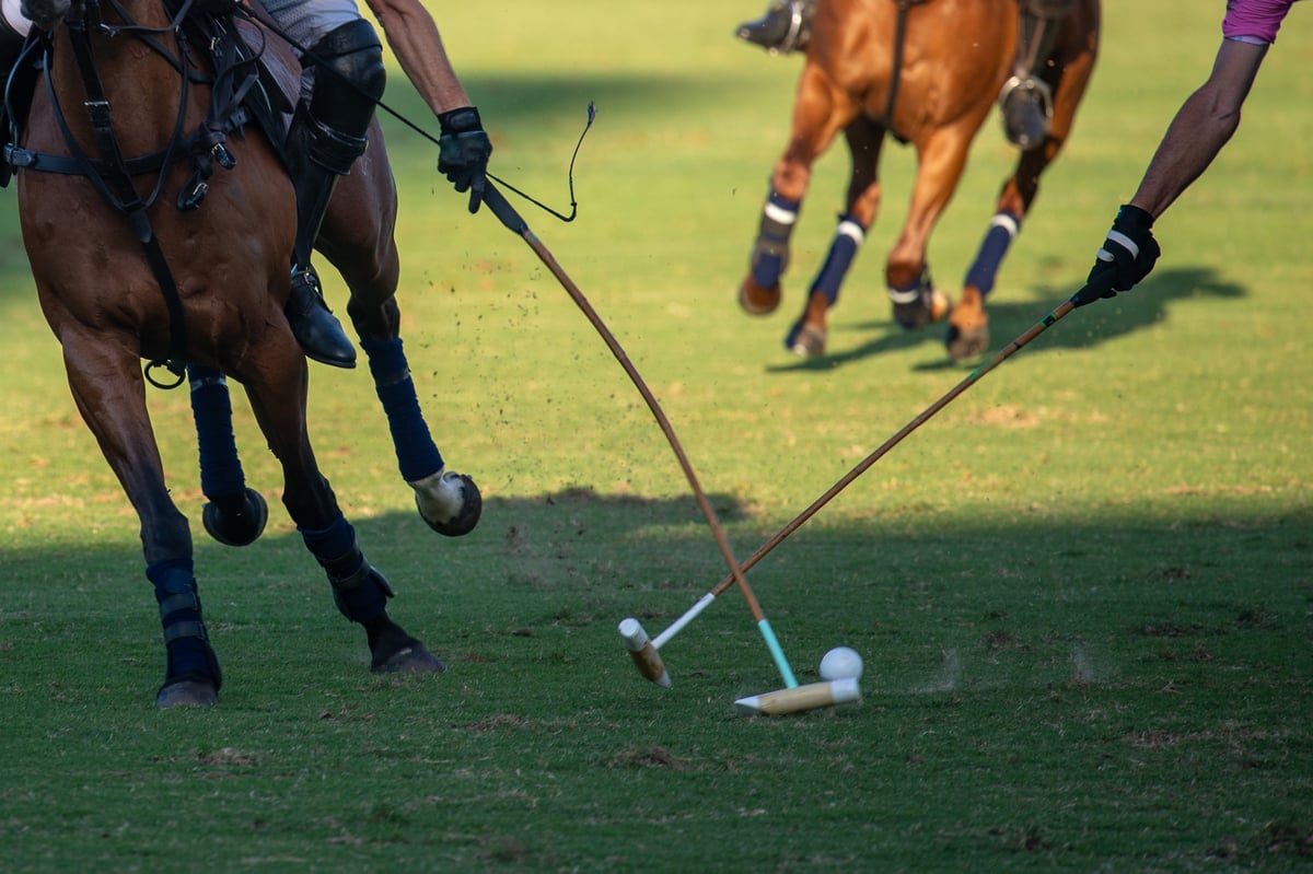 polo horse with a polo mallet and ball on a polo field during a match