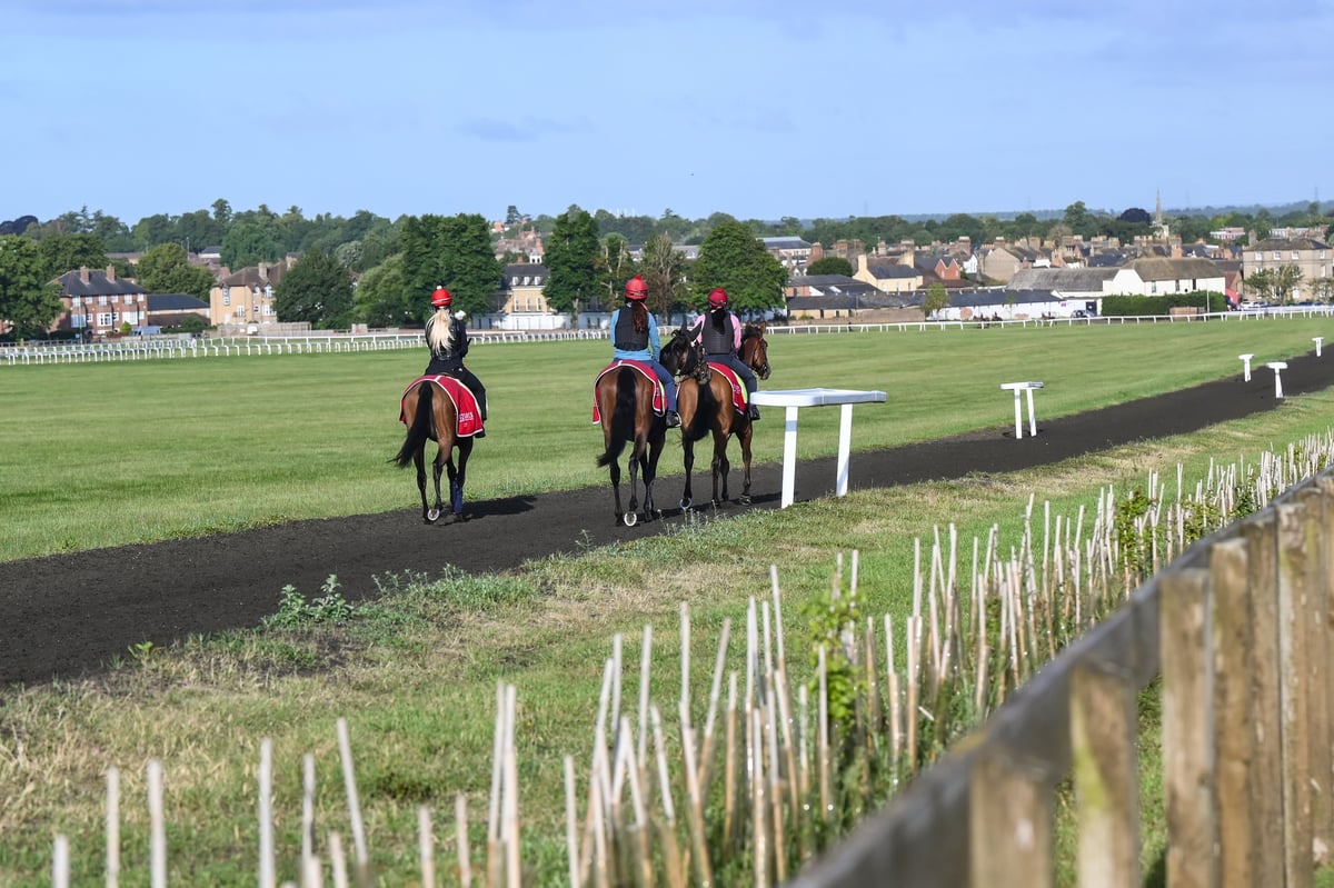 Thoroughbred horses on the training gallops of Newmarket