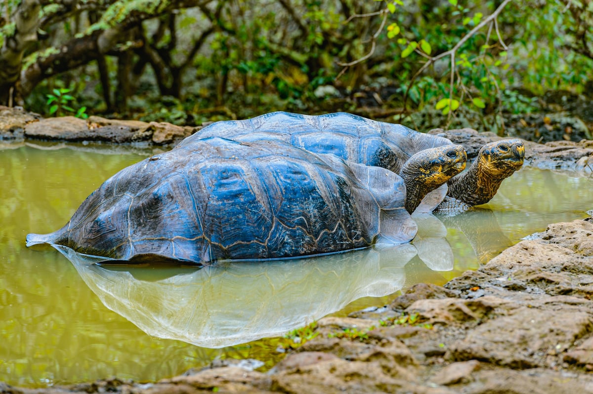 The remote UNESCO listed islands of the Galapagos