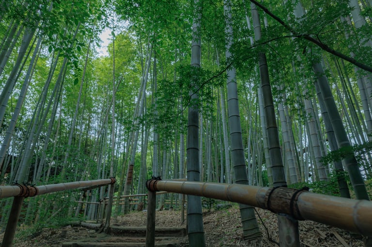 Beautiful bamboo forest in Japan with sunlight filtering through trees