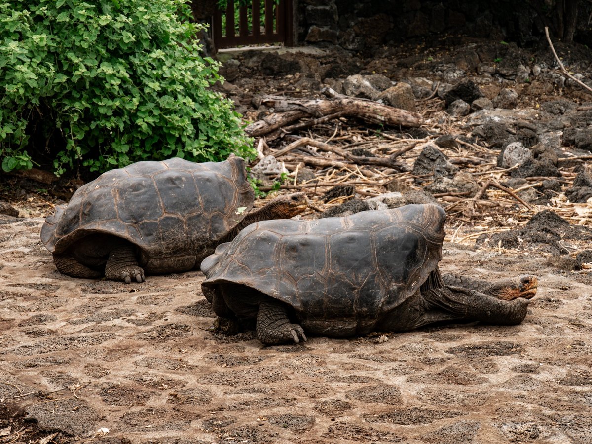 View of the Charles Darwin Tortoise Breeding Center in the Galapagos Islands, featuring protected enclosures and habitat areas dedicated to the conservation of giant tortoises.