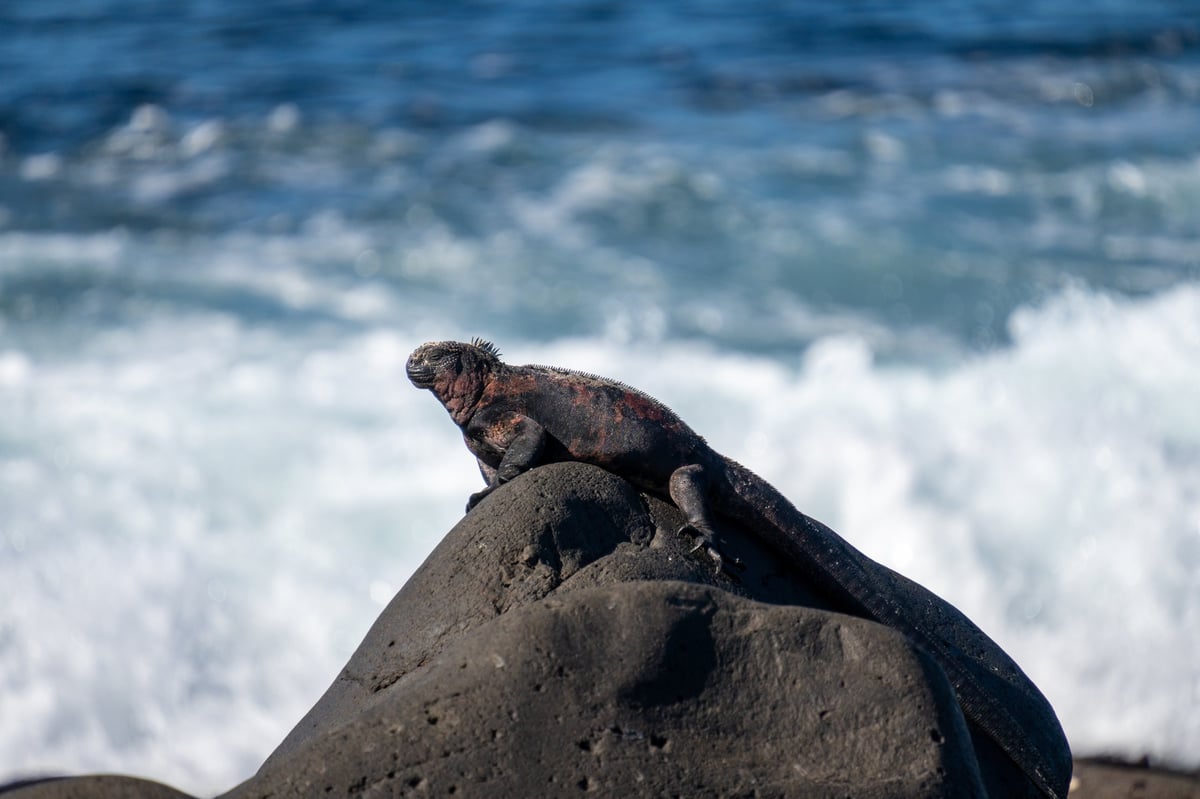 A marine iguana perches on a dark volcanic rock as a wave crashes behind it along the coast of Española Island, Galápagos, Ecuador.