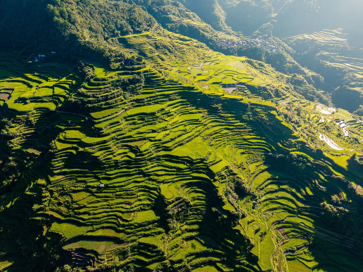 Drone aerial view of lush green rice terraces tropical landscape Bali